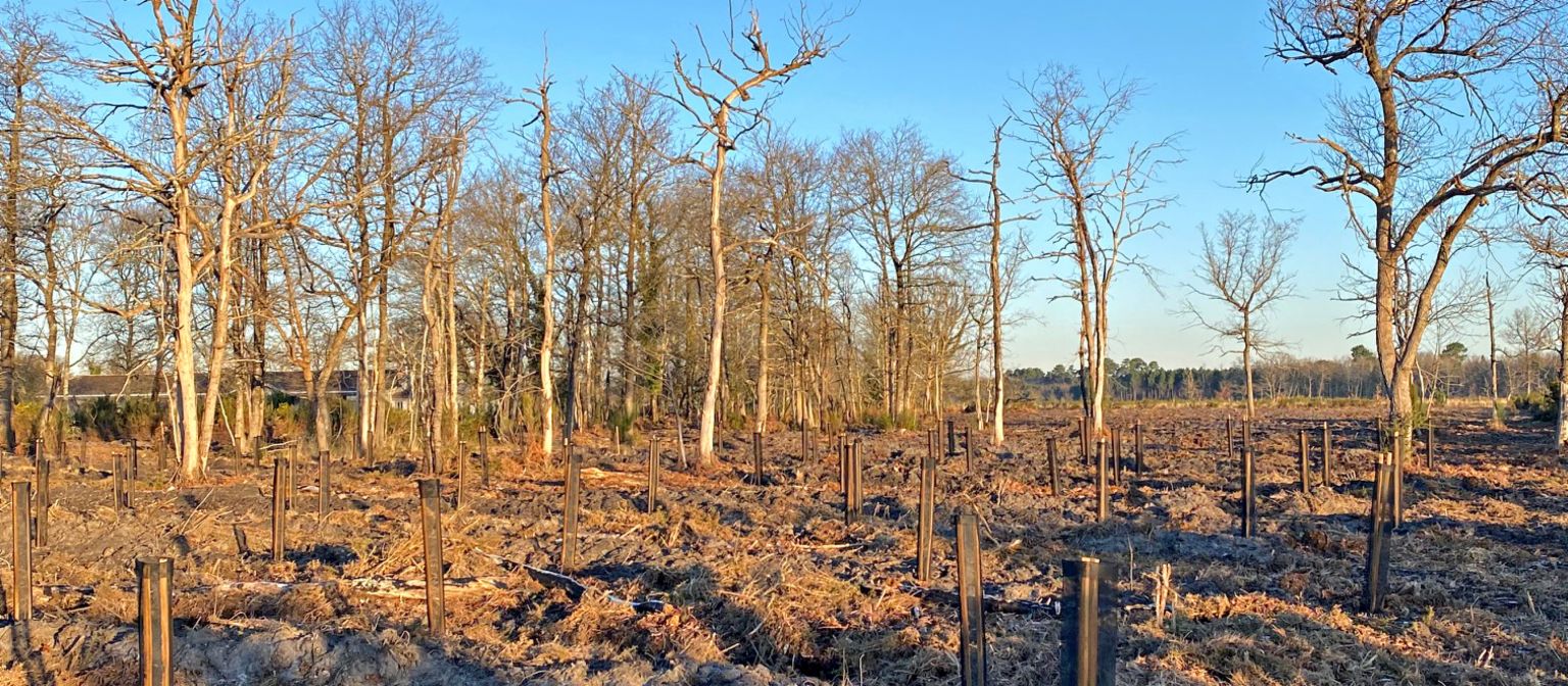 Tree planting campaign EOS France: A contribution to environmental protection. 