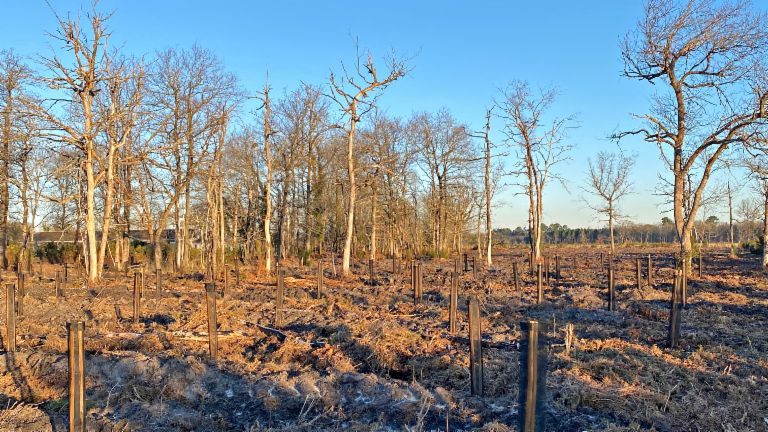 Tree planting campaign EOS France: A contribution to environmental protection. 